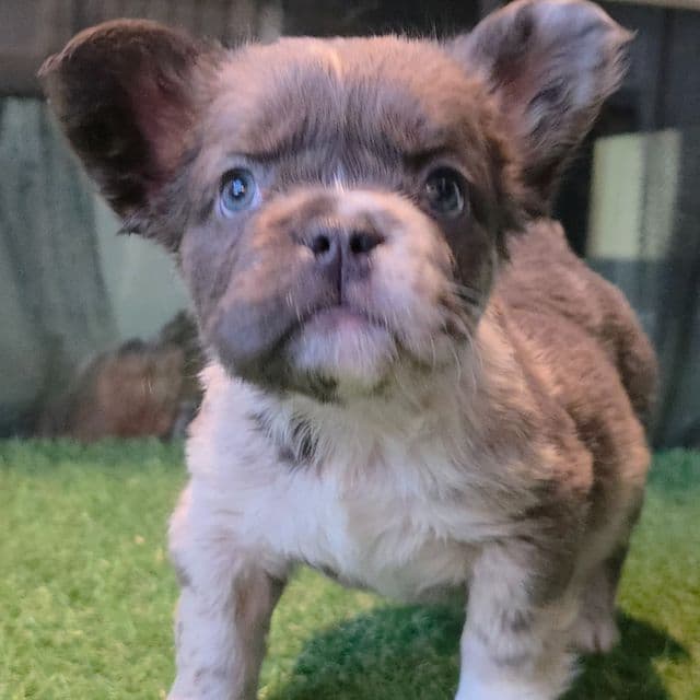 Brooks - French Bulldog Male