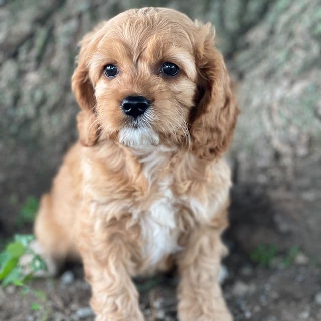 Sandra - Cocker Spaniel Female