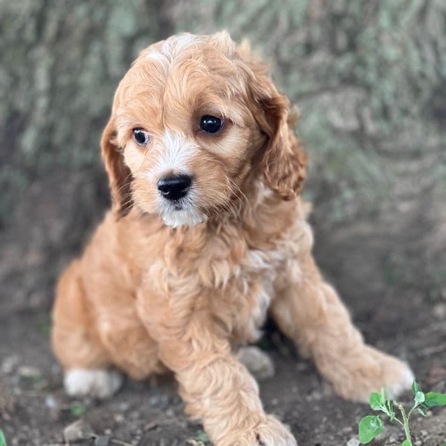 Sunny - Cocker Spaniel Female
