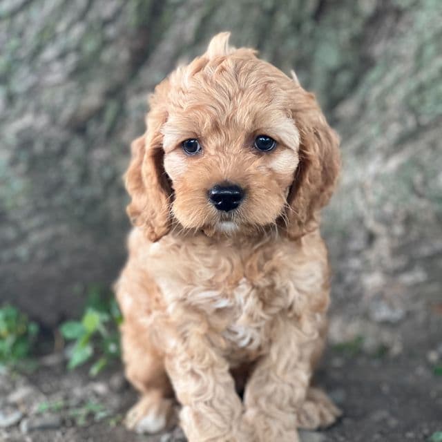 Samuel - Cocker Spaniel Male