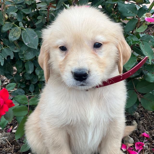 Darlene - Golden Retriever Female