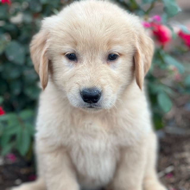 Daphne - Golden Retriever Female