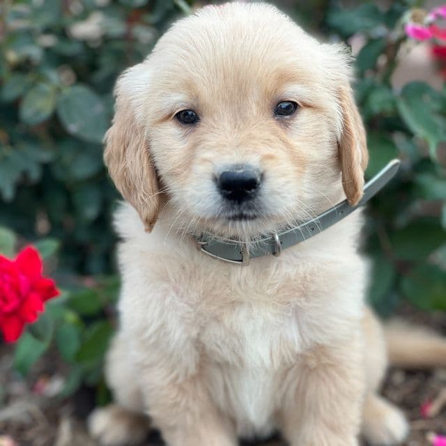 Dior - Golden Retriever Female