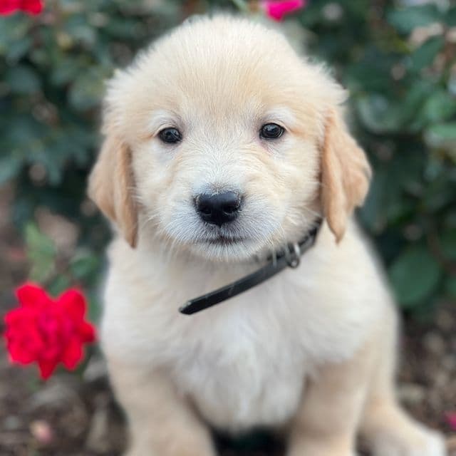 Dream - Golden Retriever Female