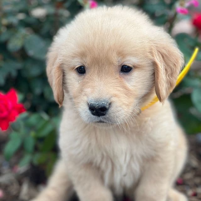 Demi - Golden Retriever Female