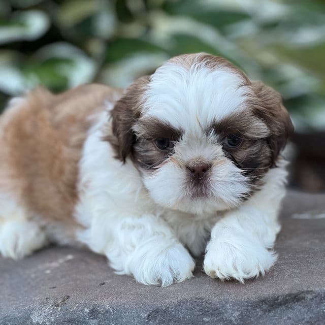 Jett - Shih Tzu Male