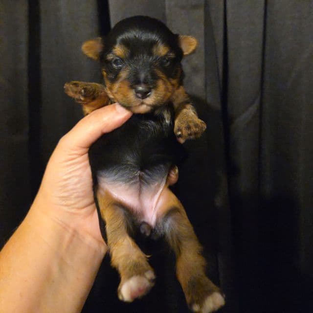 Leia - Yorkshire Terrier Female
