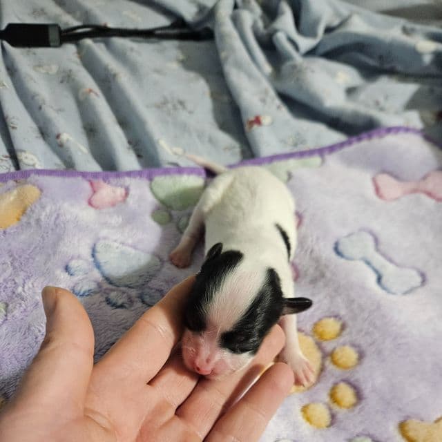 Lenore - Papillon Female