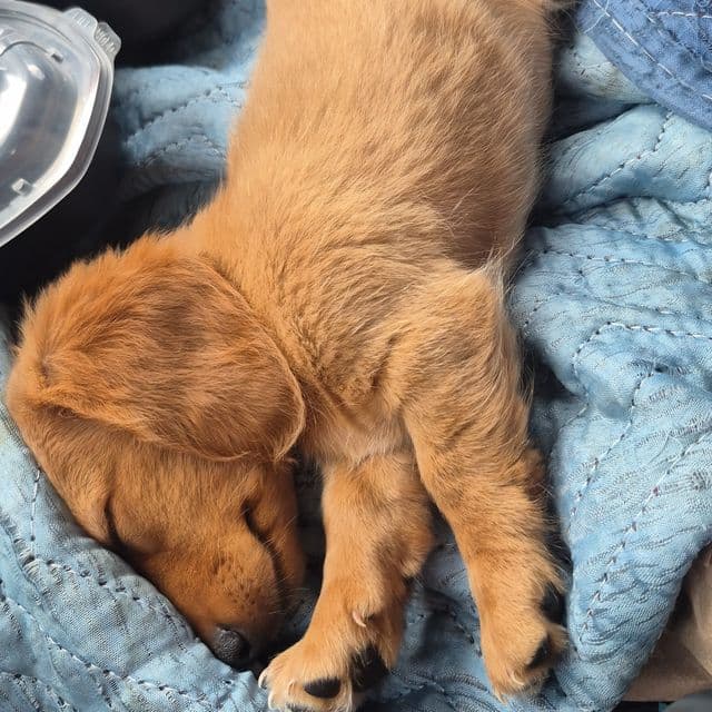 Tang - Dachshund Male