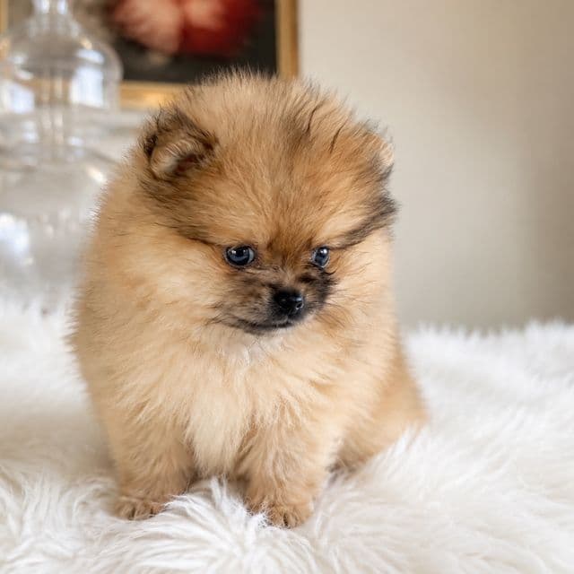 Indigo - Pomeranian Female