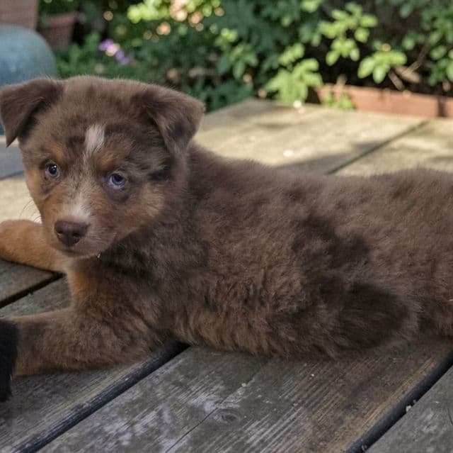 River - Australian Shepherd Male