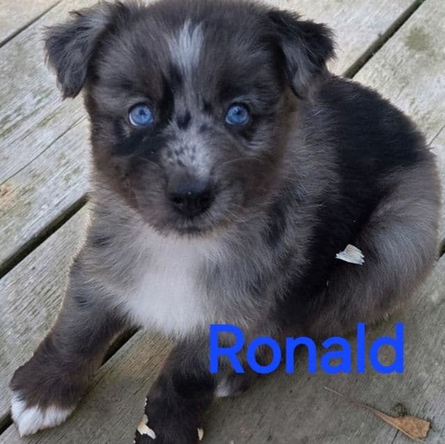 Ronald - Australian Shepherd Male