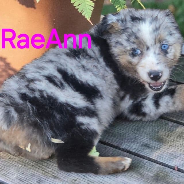 RaeAnn - Australian Shepherd Female