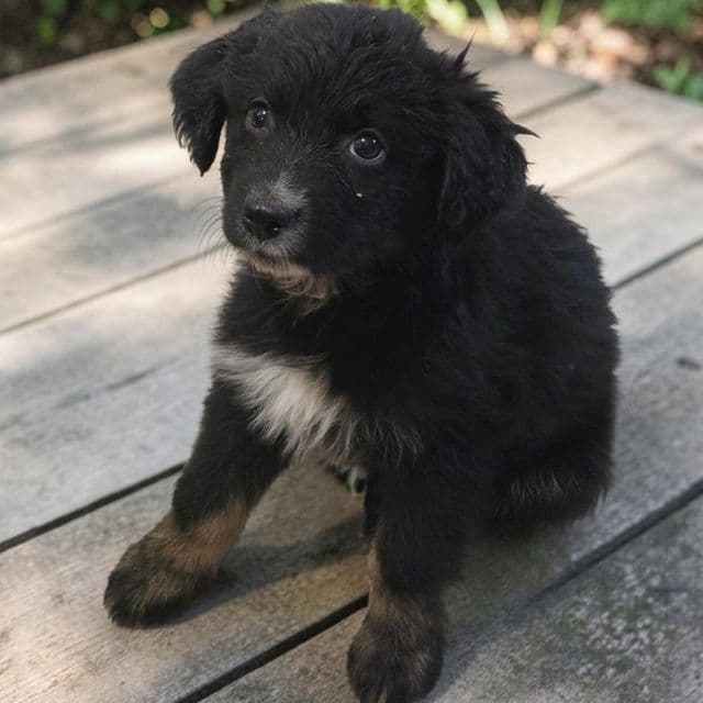 Remi - Australian Shepherd Female