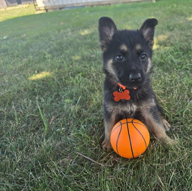 Gatlin - German Shepherd Dog Male