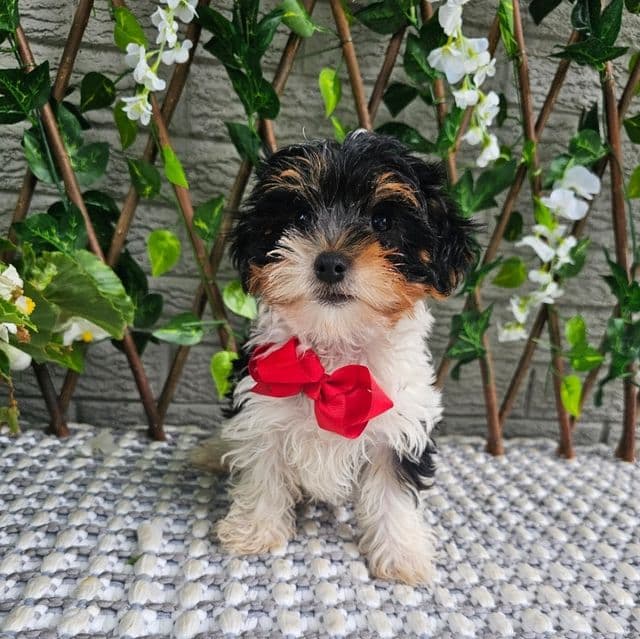Milo - Yorkshire Terrier Male