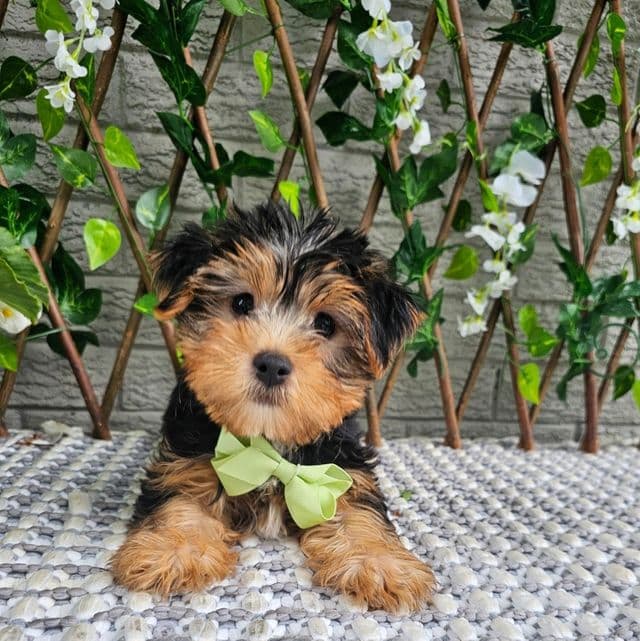 Tucker - Yorkshire Terrier Male