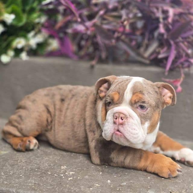 Maribell - English Bulldog Female