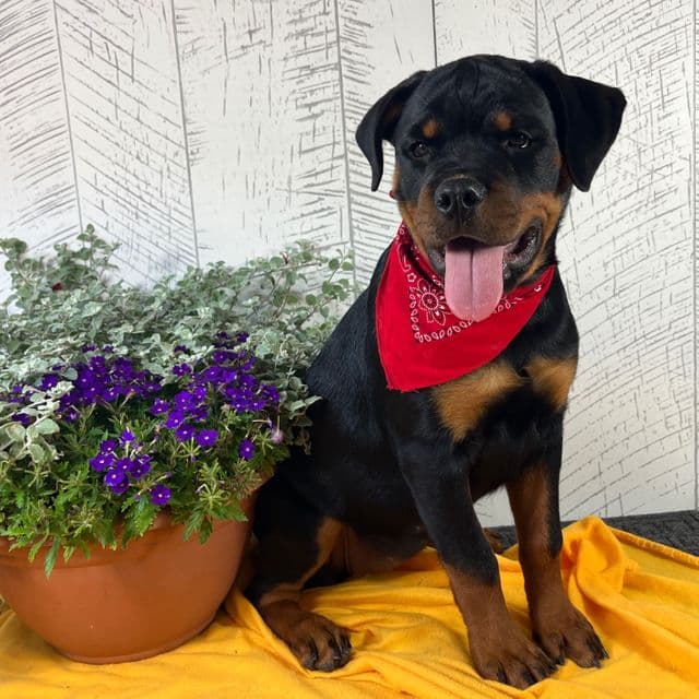 Emma - Rottweiler Female