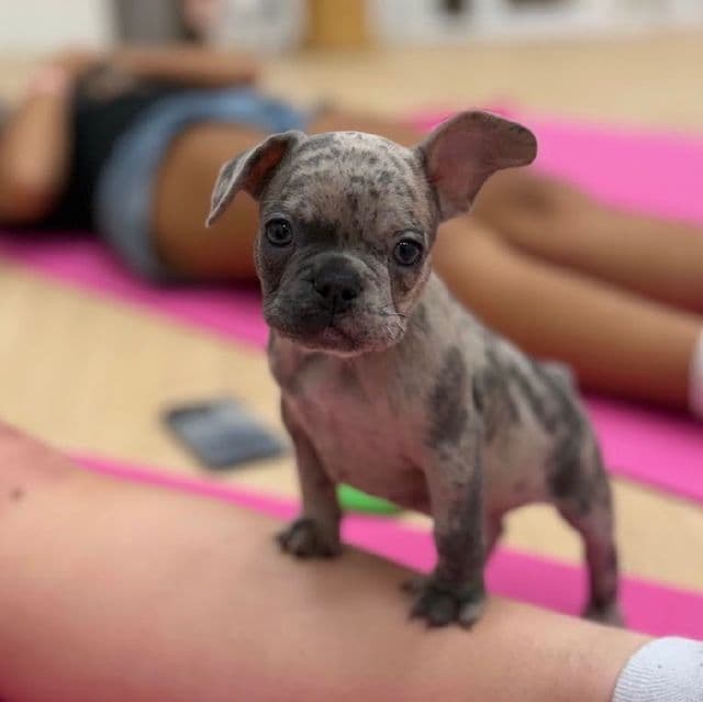 Sarge - French Bulldog Male