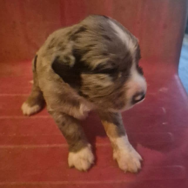 Tin man - Aussiedoodle Male