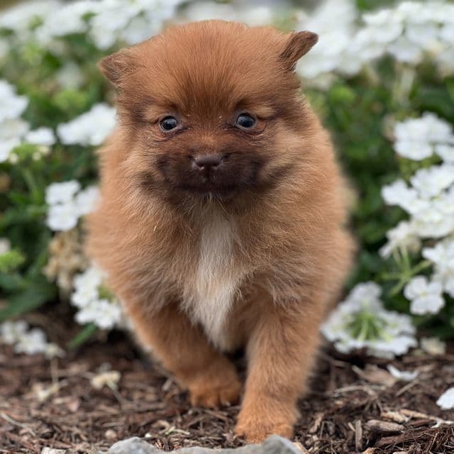 Rascal - Pomeranian Male