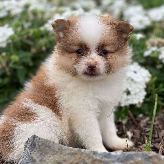 Royce - Pomeranian Male