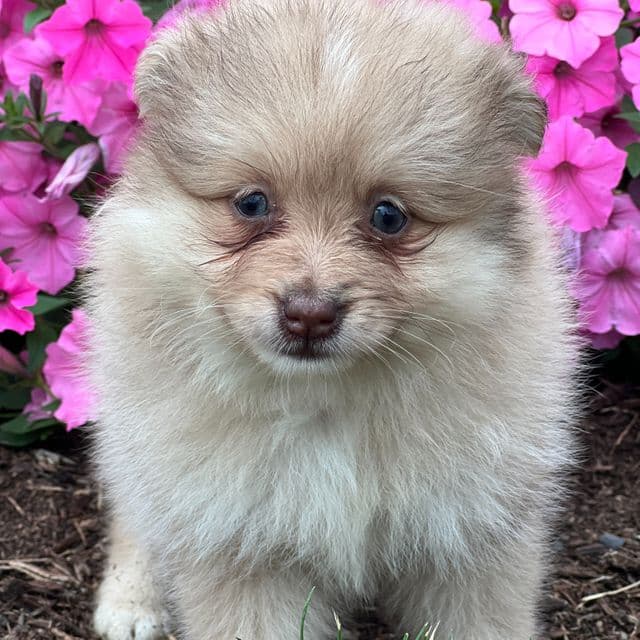 Sam - Pomeranian Male