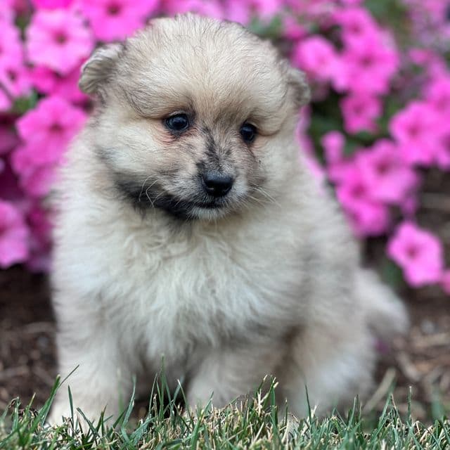 Simba - Pomeranian Male