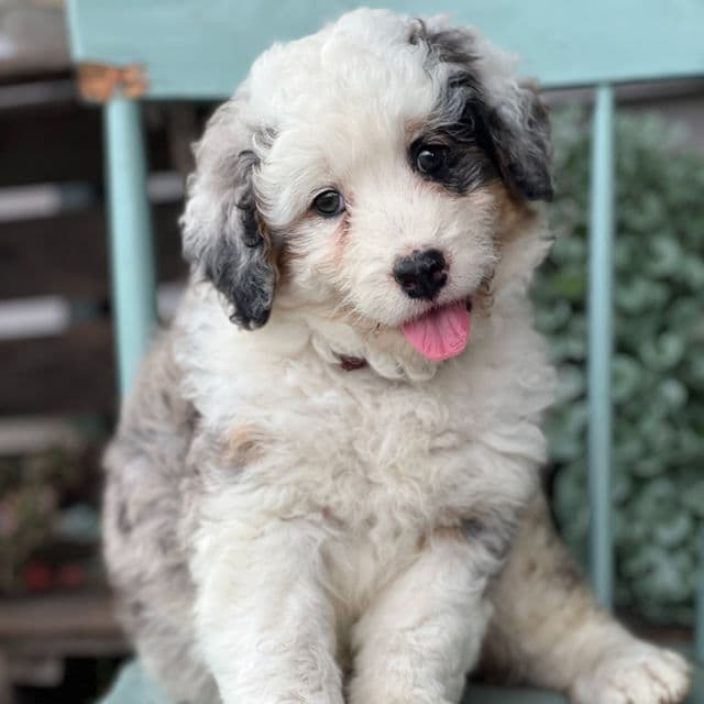 Millie - Bernedoodle Female