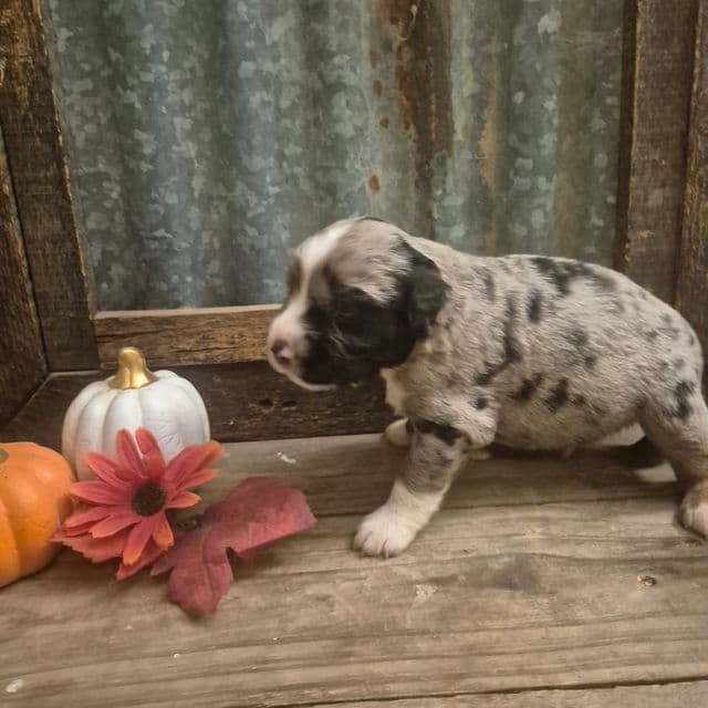 Tin man - Aussiedoodle Male