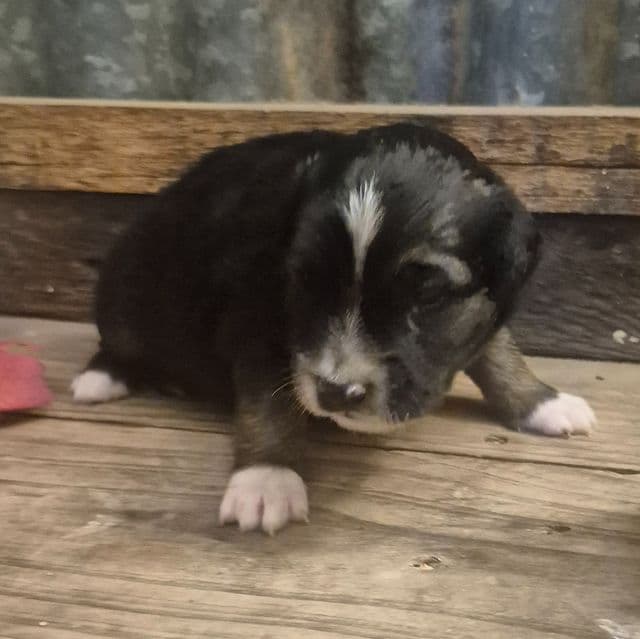 Scarecrow - Aussiedoodle Male
