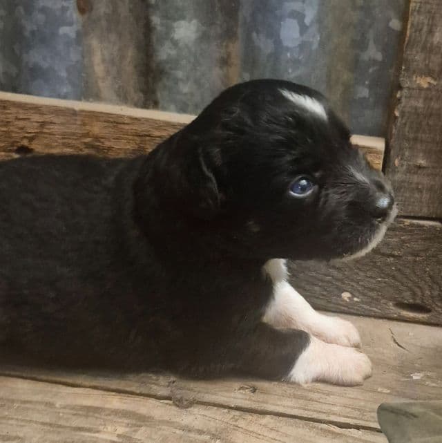 Dorothy - Aussiedoodle Female