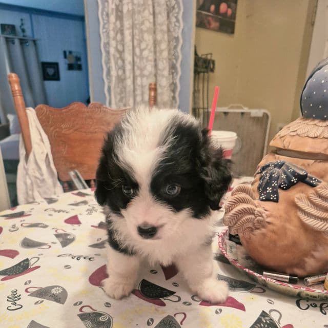 Mork - Miniature American Shepherd (Mini Aussie) Male