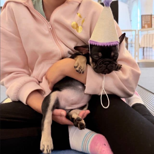 Carmen - French Bulldog Female