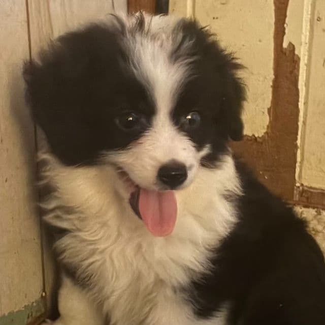 Mork - Miniature American Shepherd (Mini Aussie) Male