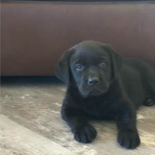 Puppy 1 - Labrador Retriever Male