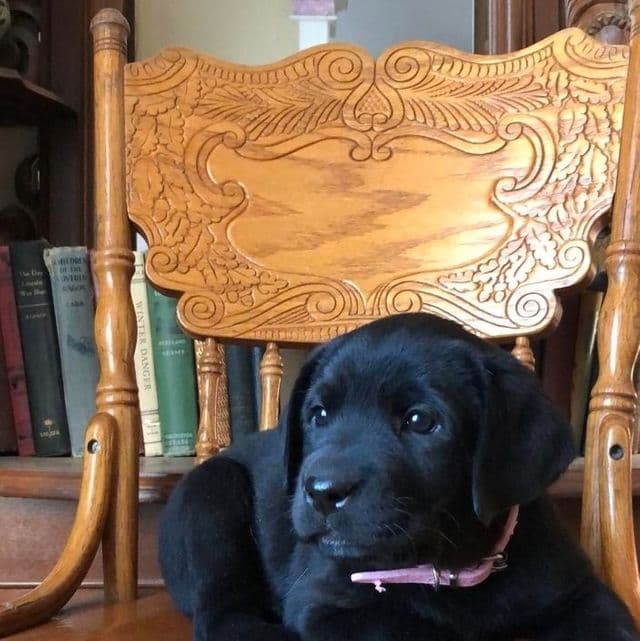 Puppy 2 - Labrador Retriever Female