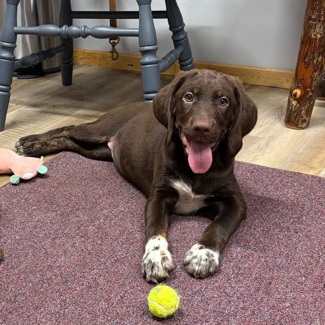 Nala - Springador Female