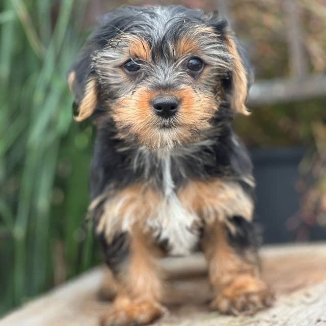 Millie - Yorkshire Terrier Female