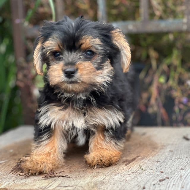 Mira - Yorkshire Terrier Female