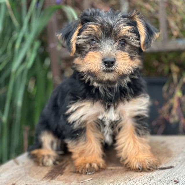 Maisie - Yorkshire Terrier Female
