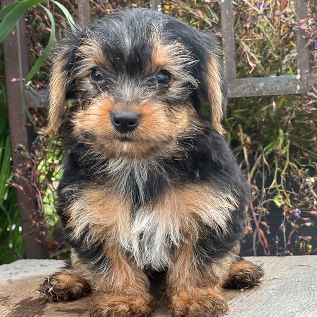Mateo - Yorkshire Terrier Male