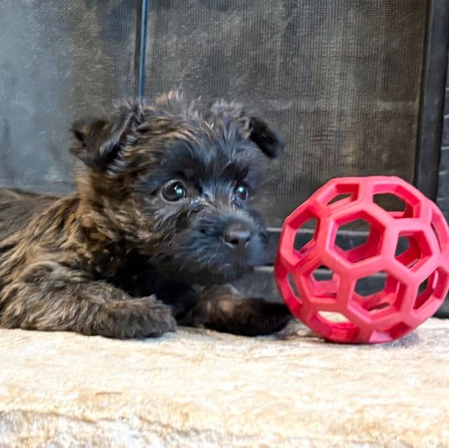 Kami - Cairn Terrier Female