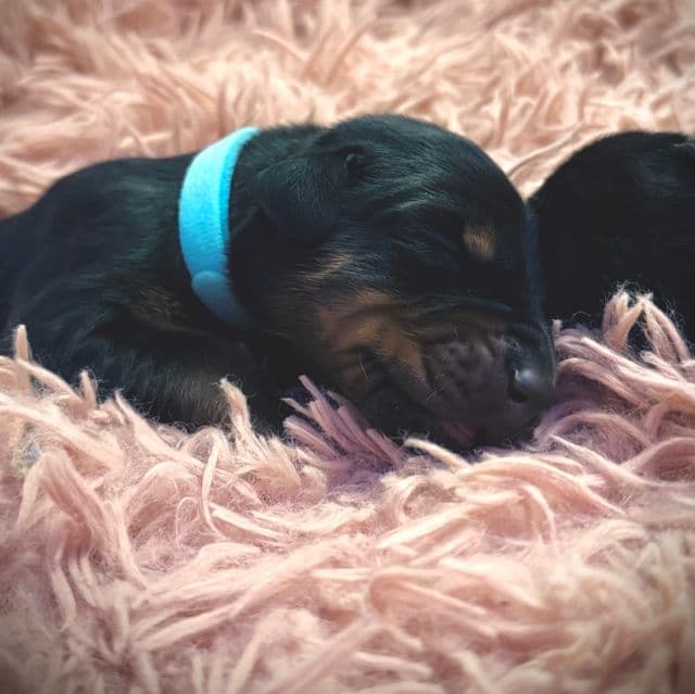 European Doberman Male (Blue Collar) - Doberman Pinscher Male
