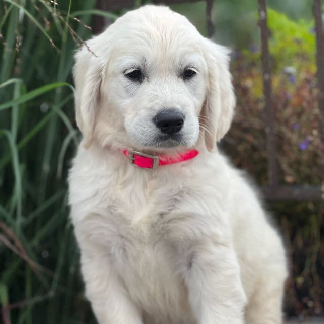 Sasha - Golden Retriever Female