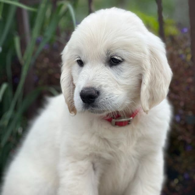 Sugar - Golden Retriever Female