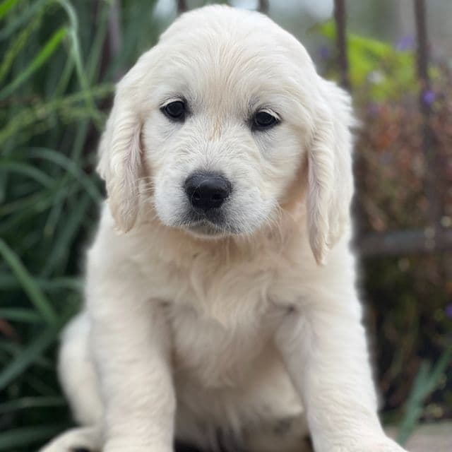 Seth - Golden Retriever Male