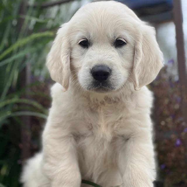 Snickers - Golden Retriever Male