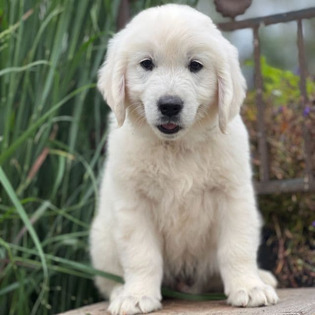 Stevie - Golden Retriever Male